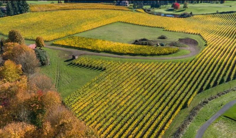 Vineyard Lifestyles